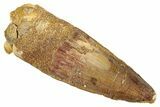 Fossil Spinosaurus Tooth - Real Dinosaur Tooth #286727-1